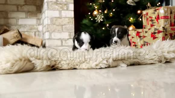 圣诞树上的小狗圣诞节概念视频的预览图