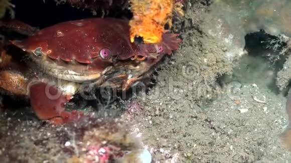 在印度尼西亚的夜晚吃螃蟹视频的预览图