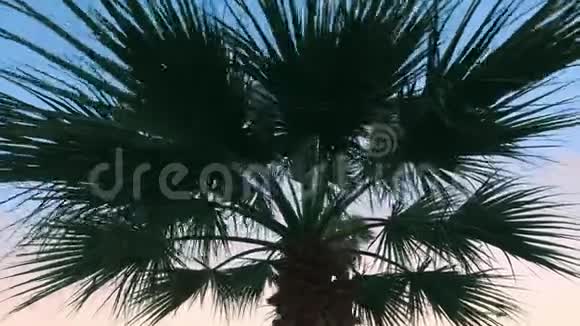傍晚天空背景的棕榈树叶异国假日和假期视频的预览图