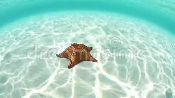 加勒比海美丽的海星和明亮的阳光视频的预览图