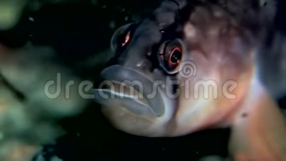 俄罗斯白海海底鳕鱼在水下寻找食物视频的预览图