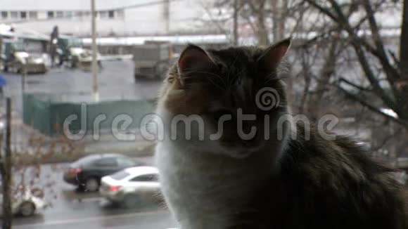 窗台上的猫视频的预览图