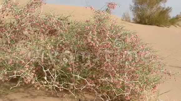 沙质沙漠中的模糊灌木视频的预览图