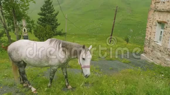 以坟墓为背景的白马观它吃房子附近草地上的草视频的预览图