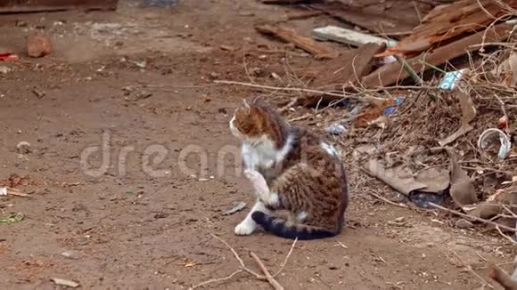 猫在阳光下抓自己宠物过敏兽医帮助概念视频的预览图