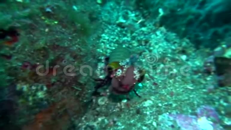 螳螂与龙贝海峡卵视频的预览图
