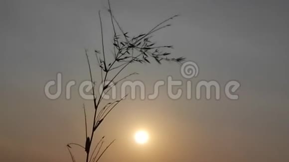 早晨的太阳和竹顶视频的预览图