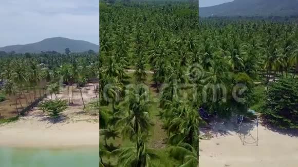 移动设备上社交媒体应用的垂直视频泰国椰棕种植园鸟瞰图视频的预览图
