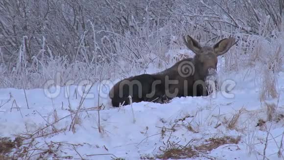 在雪地里把麋鹿放大视频的预览图