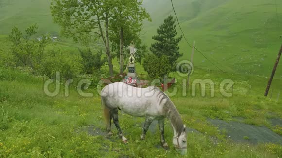 以坟墓为背景的白马观它吃房子附近草地上的草视频的预览图