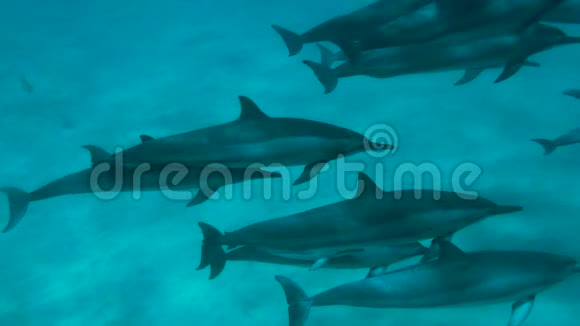 海豚在马库阿谷水中游泳视频的预览图