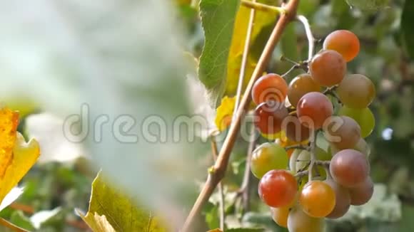 一堆红色的缝隙一串成熟的红葡萄挂着视频的预览图
