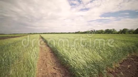 绿色麦田美丽的天空农业视频的预览图
