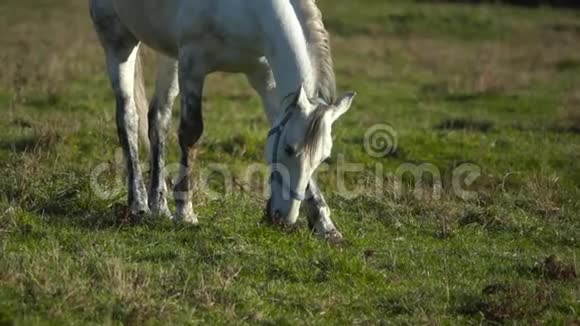 白种马在绿色的草地上吃草慢动作视频的预览图