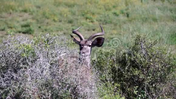 女kudu朝着视频的预览图