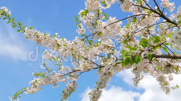 花园里的樱花树视频的预览图