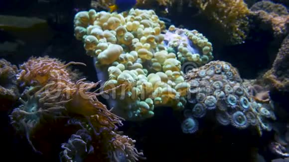 海洋植物和海葵视频的预览图