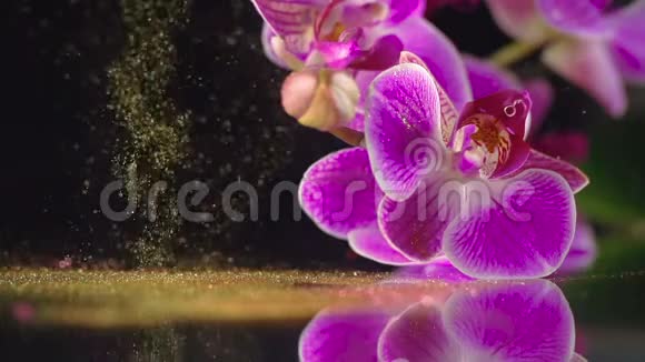紫兰花加金红杉视频的预览图