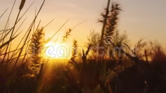 日落和剪影的草地视频的预览图