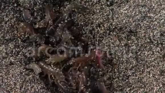 在沙滩上爬行的沙蚤视频的预览图