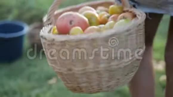 女农民拿着一篮子西红柿带着厨房的花园篮子的特写视频的预览图