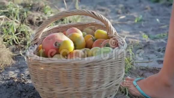 女农民拿着一篮子西红柿带着厨房的花园篮子的特写视频的预览图