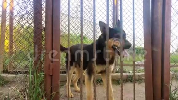 在监狱里的狗守卫犬视频的预览图