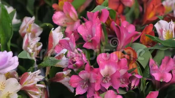 清新可爱的杜鹃花带水滴在花店售卖特写视频的预览图