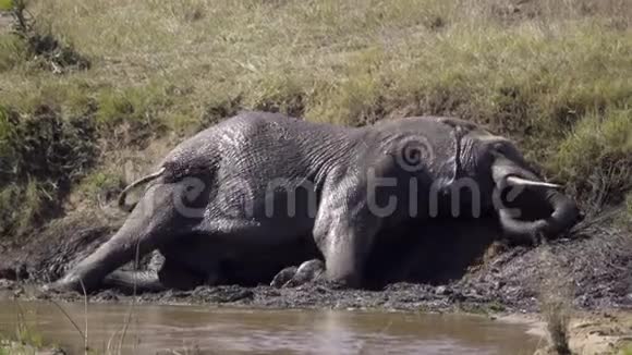 大象站在泥浴中视频的预览图