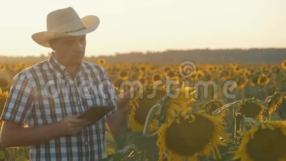 一个农民站在日落时向日葵的田野里手提电脑农业概念视频的预览图