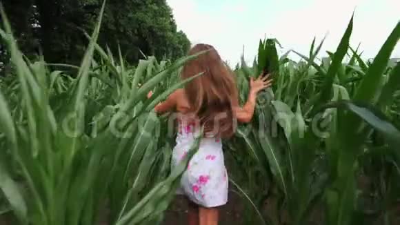 女孩奔跑在成长的玉米之轮之间视频的预览图