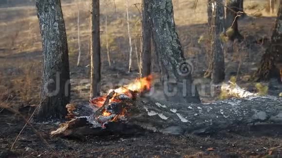 森林火灾的后果森林里的火视频的预览图