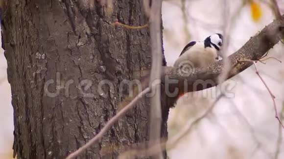 啄木鸟拍打树木寻找自然背景害虫的肖像视频的预览图