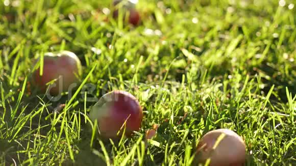 红苹果和绿苹果在草地上滚动视频的预览图