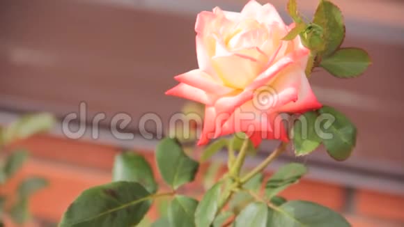 玫瑰夏日花园怀旧阳光视频的预览图