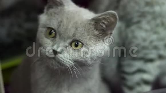 非常好奇的英国小猫视频的预览图