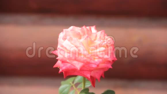 玫瑰夏日花园日出怀旧阳光视频的预览图
