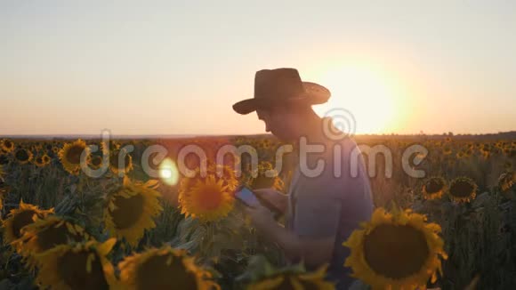 一个农民站在日落时向日葵的田野里手提电脑农业概念视频的预览图
