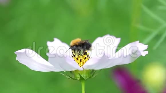 大黄蜂采集花蜜白花美容视频的预览图