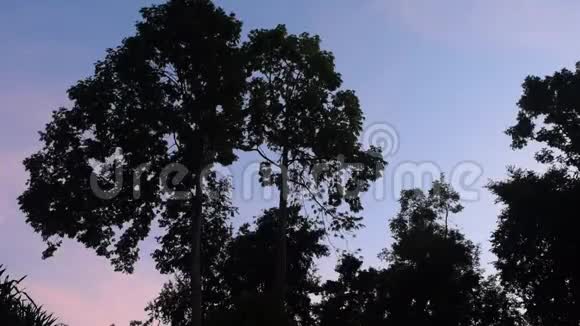 早晨的热带森林和阳光视频的预览图