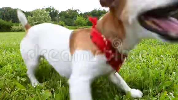 在绿草地上玩网球的活泼的狗红头巾录像带快乐微笑的宠物视频的预览图