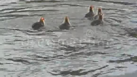 一家家小鸭子游开了视频的预览图