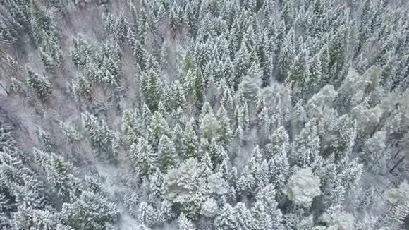 欧洲白雪皑皑的松树上天空中的美丽无人机表演视频的预览图