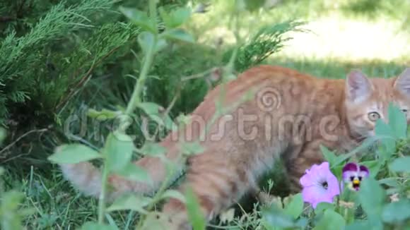 红猫夏草户外晒太阳视频的预览图