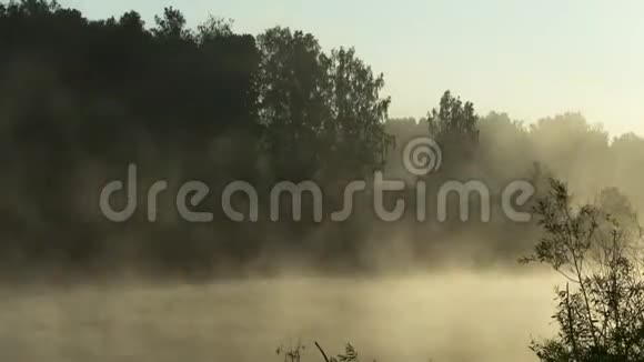 在森林湖的清晨视频的预览图