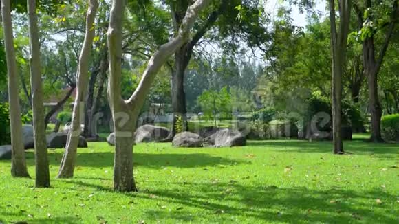 美丽的森林树在天空树叶和树枝在大自然的夏天在公园里视频的预览图
