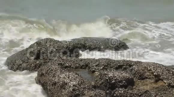 波涛汹涌的海浪海浪冲刷着布满贝壳的石头特写视频的预览图