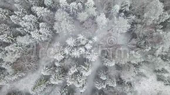 欧洲白雪皑皑的松树上天空中的美丽无人机表演视频的预览图