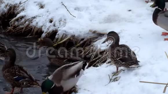 冬天野鸭在雪的河岸上狂奔视频的预览图