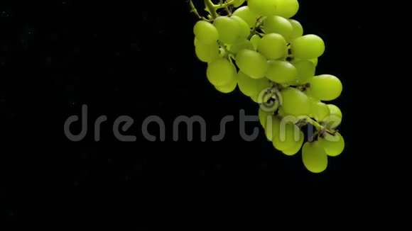 黑底透明水下漂浮的绿色葡萄枝视频的预览图